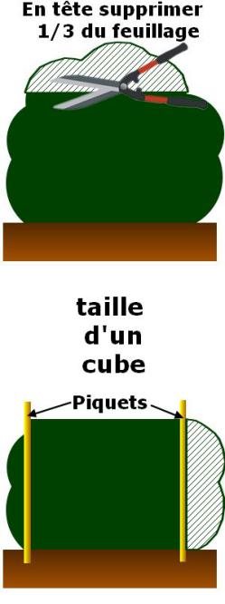 taille topiaire en forme de cube taille topiaire en forme de cube